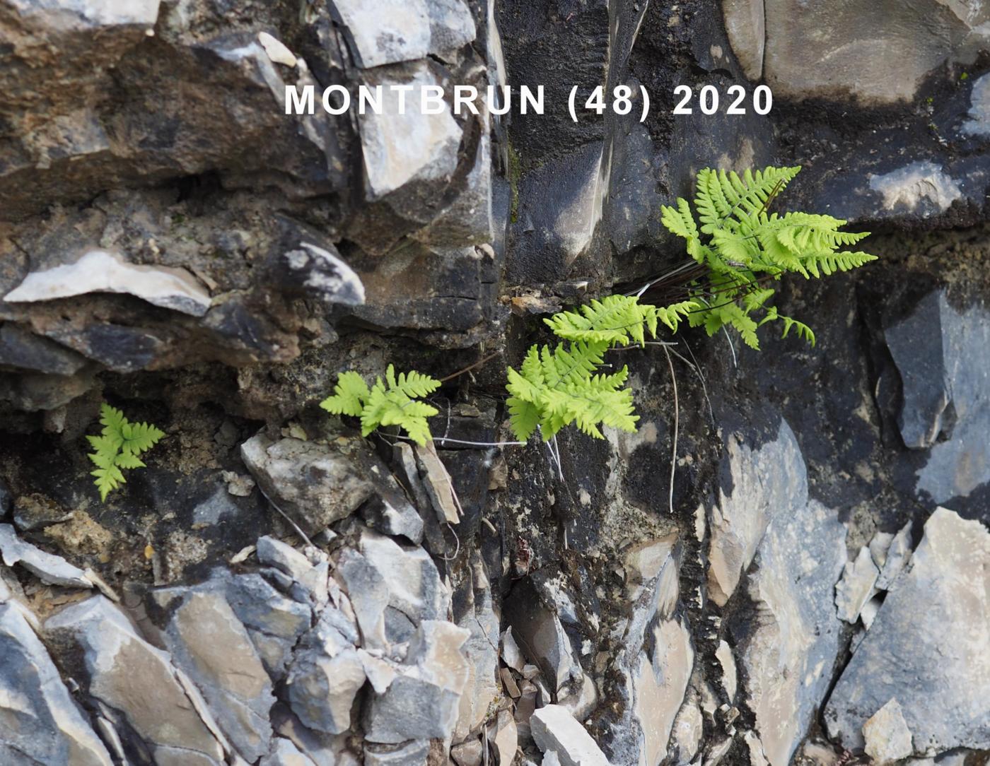 Fern, Limestone plant